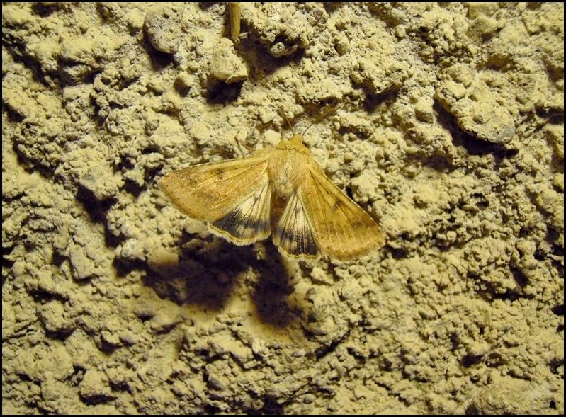 Noctuidae? Sì, Heliothis nubigera